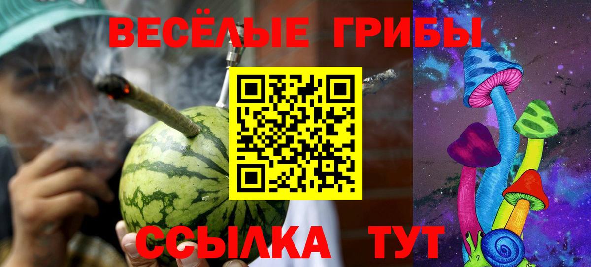 Галлюциногенные грибы Psilocybe Славгород